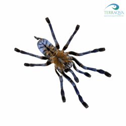 Phormingochilus sp Akcaya for sale.png