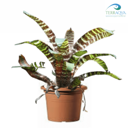 Vriesea 'Red Chestnut' for sale.png