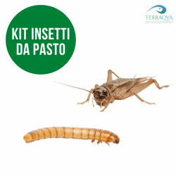 Kit allevamento insetti da pasto, insetti inclusi, vendita online.png