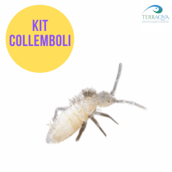 Kit allevamento collemboli, vendita online.png