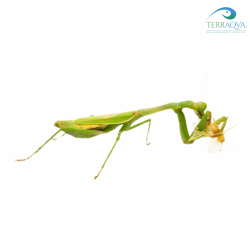 ReptiMenu "Mantis", specific menu for manthis of various sizes.png