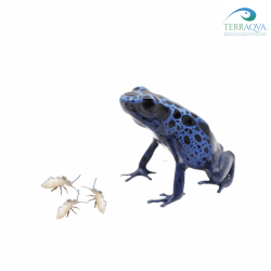 ReptiMenu "Dart Frog", specific menu for Dart Frogs of various sizes.png