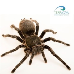 Brachypelma Albopilosum - Size S | Online Sale | TERRAQUA