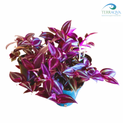 Tradescantia zebrina | Buy Now Online | TERRAQUA