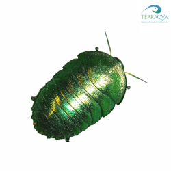 Pseudoglomeris magnifica, vendita online.png