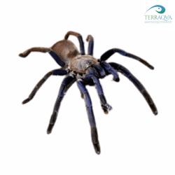 Chilobrachys dyscolus blue, vendita online.png