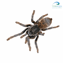 Pterinochilus chordatus for sale.png