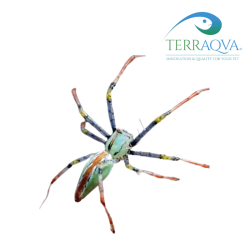 Peucetia lucasi, disponibile nel Kit PHIDIPPUS & SALTICIDI.png