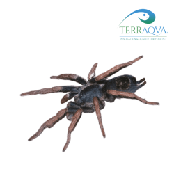 Kochiana brunnipes for sale.png