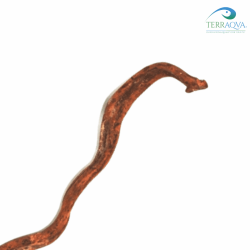 Natural Wood Liana - 60 cm | Online Sale | TERRAQUA