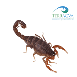 Lychas tricarinatus, vendita online.png