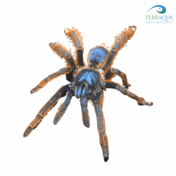 Ornithoctoninae sp vietnam silver for sale.png
