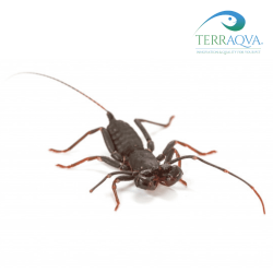 Mastigoproctus giganteus, vendita online.png