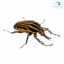 Mecynorrhina savagei for sale.png