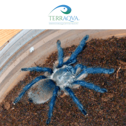 Monocentropus Balfouri - Size S | Online Sale | TERRAQUA
