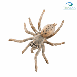 Pterinochilus lugardi, vendita online.png