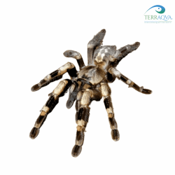 Poecilotheria miranda, vendita online.png