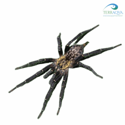 Heterothele gaboensis for sale.png