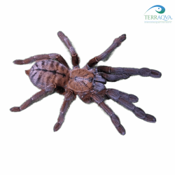 Phormingochilus sp Sabah Blue, vendita online.png