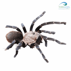 Pseudhapalopus sp kurzhaar for sale.png