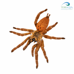 Pterinochilus murinus 'Usumbara' for sale.png