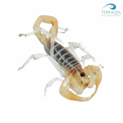 Hadrurus obscurus, vendita online.png