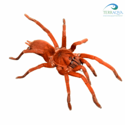 Orphnaecus philippinus, for sale.png