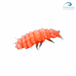 Collemboli Rossi (Bilobella Braunerae) - 1 Liter