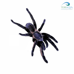 Ornithoctonus Aureotibialis - Taglia S