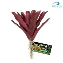 Zoomed Fireball Bromeliad, sale online.png