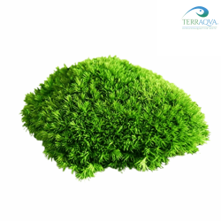 Leucobrium Glaucum 'Frog Moss' - Zoomed