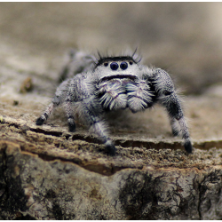 Phidippus Regius "Apalachicola" | Vendita Online | TERRAQUA