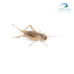 Acheta Micro 130/150 pezzi.png