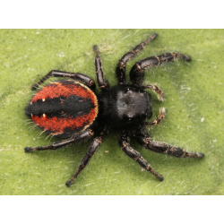 Phidippus johnsoni
