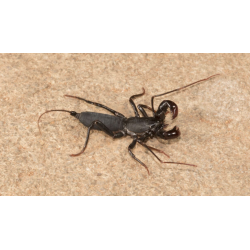 Typopeltis sp. JAVA Terraqua Group