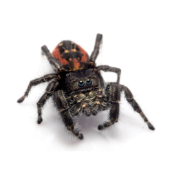Phidippus johnsoni Terraqua Group