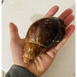 Archachatina puylaerti Benin | Buy Now Online | TERRAQUA