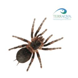 Lasiodora parahybana.png