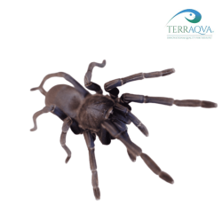Chilobrachys Blue Vietnam for sale, various size.png