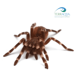 Acanthoscuria geniculata size M Terraqua, New1