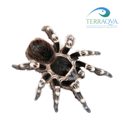 Acanthoscuria geniculata size M Terraqua, New1