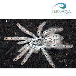 Heteroscodra maculata various size.png