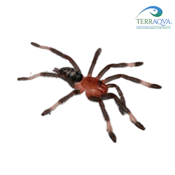 Psalmopoeus irminia size M Buy now from Terraqua!