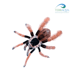 Megaphobema robustum (Colombian Giant Redleg) for sale.png