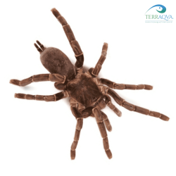 Hysterocrates gigas (Cameroon red baboon spider); adult specimen, online sale.png