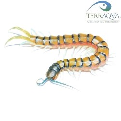 Scolopendra Banded - Sub-Adulta