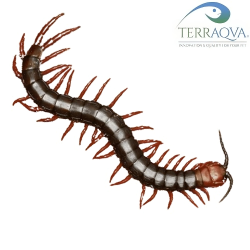 Cormocephalus Nitidus | Online Sale | TERRAQUA