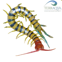 Scolopendra morsitans "Sundown", vendita online