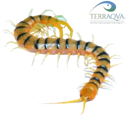 Scolopendra Banded "Yellow Head"