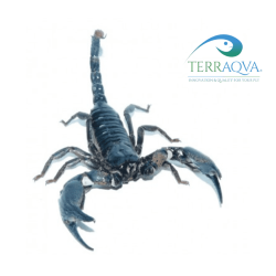 Heterometrus Cyaneus